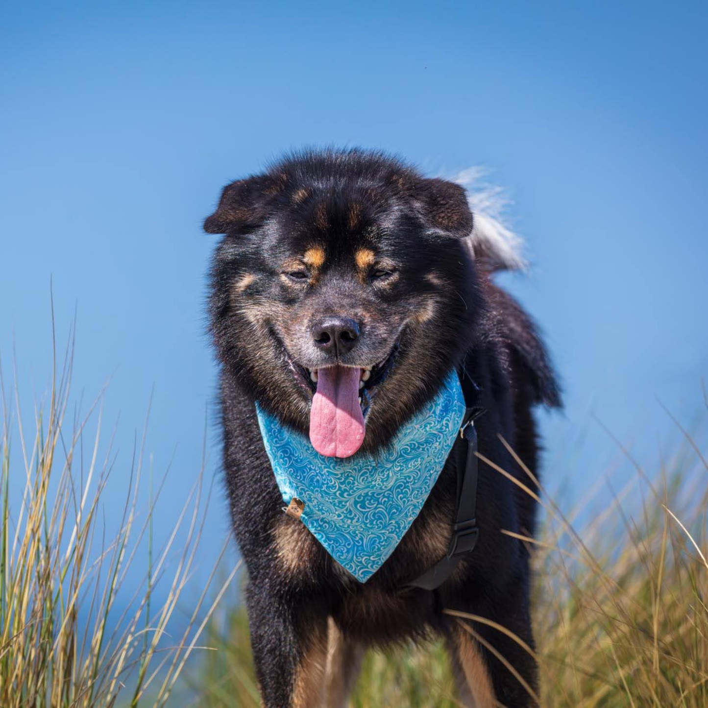 Cute large breed dog in bandana at the beach | Handmade snap on bandana by The Luminous Pets