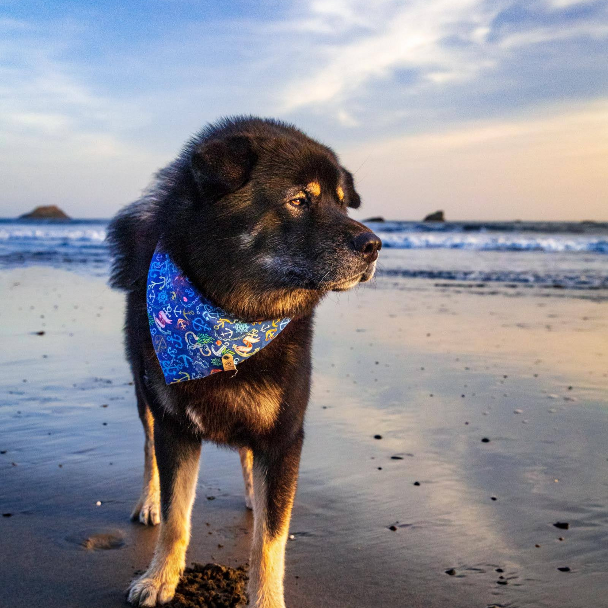 Dog at the beach in ocean themed bandana 