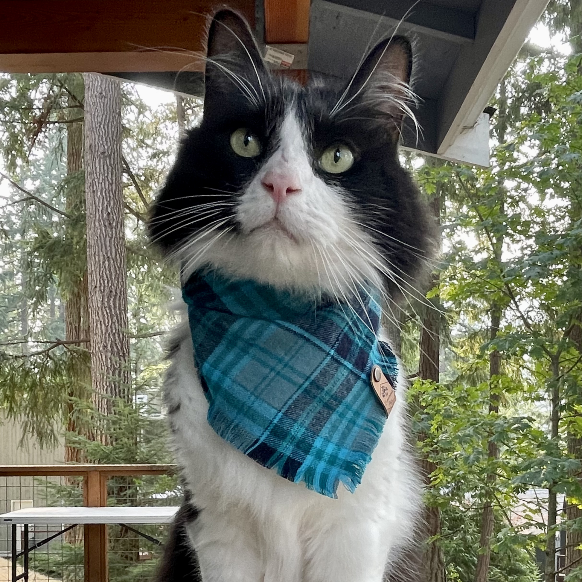 Tuxedo cat in teal plaid bandana | Snap on bandanas by The Luminous Pets