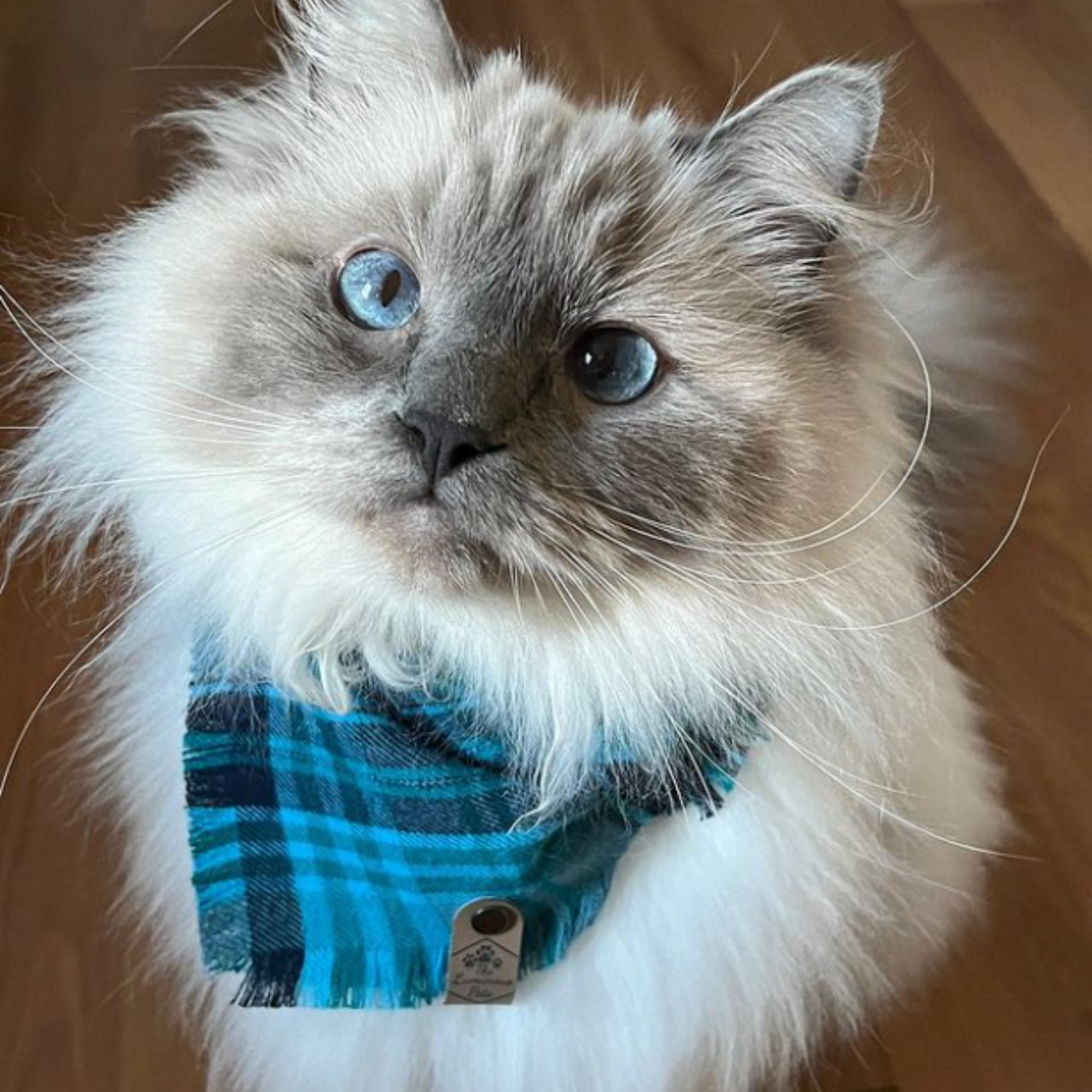 Teal and blue plaid snap on bandana on Blue point Ragdoll | The Luminous Pets
