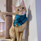 Teal and blue plaid bandana on female orange tabby | The Luminous Pets