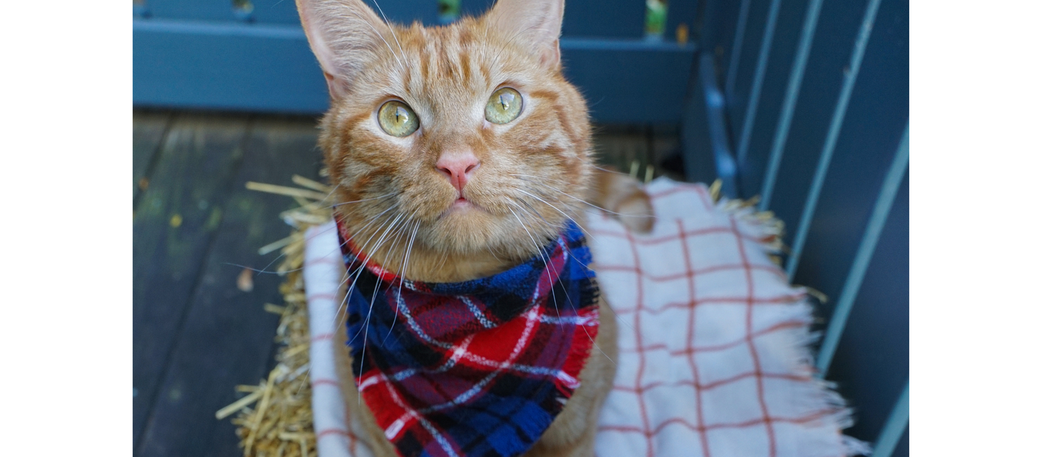 The Luminous Pets Frayed Flannel Snap On Bandana on Orange Tabby Cat