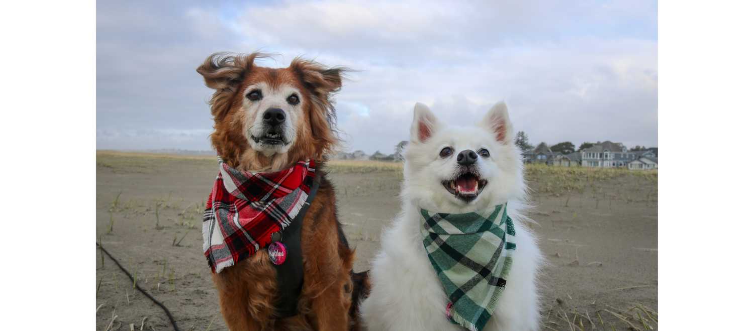 The Luminous Pets Snap On Bandanas on two dogs at the beach