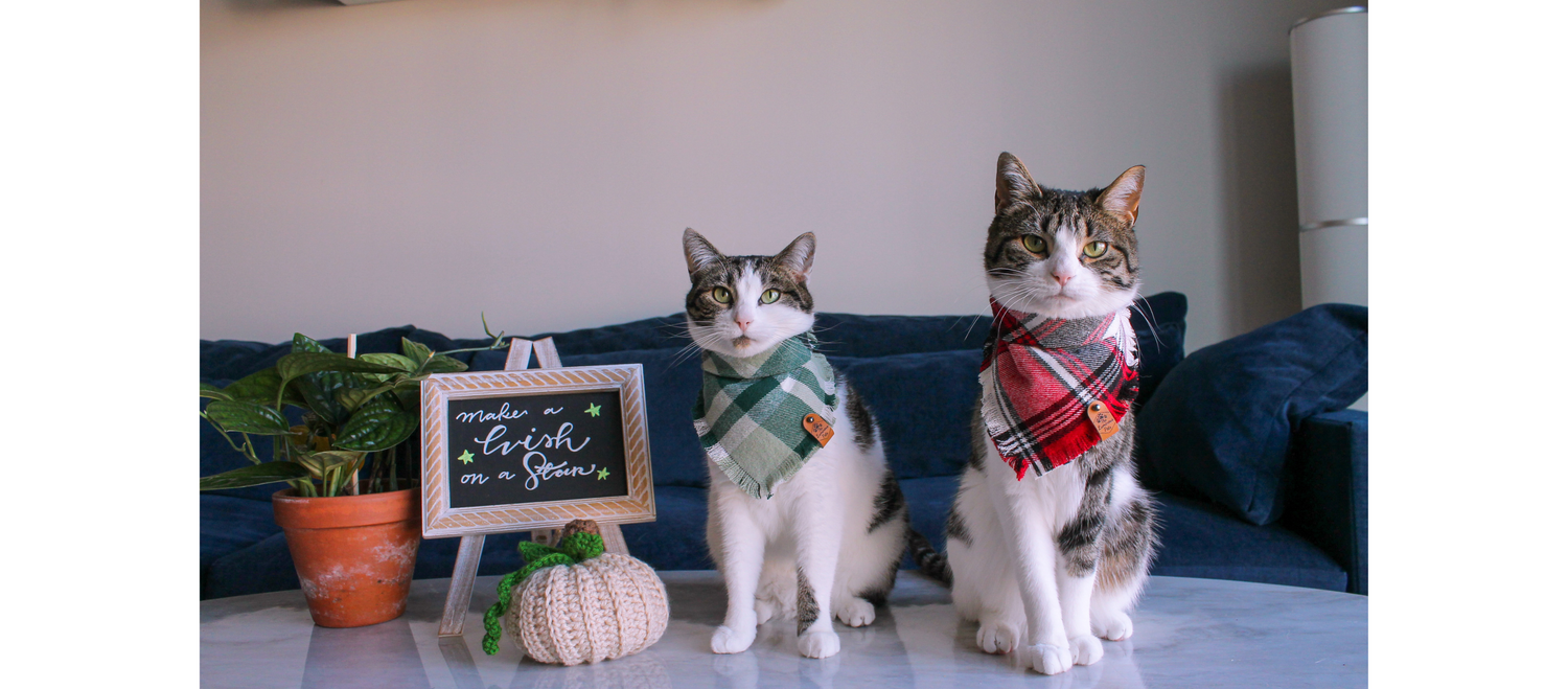 The Luminous Pets Snap On Bandana on two Brown Tabby Cats with White