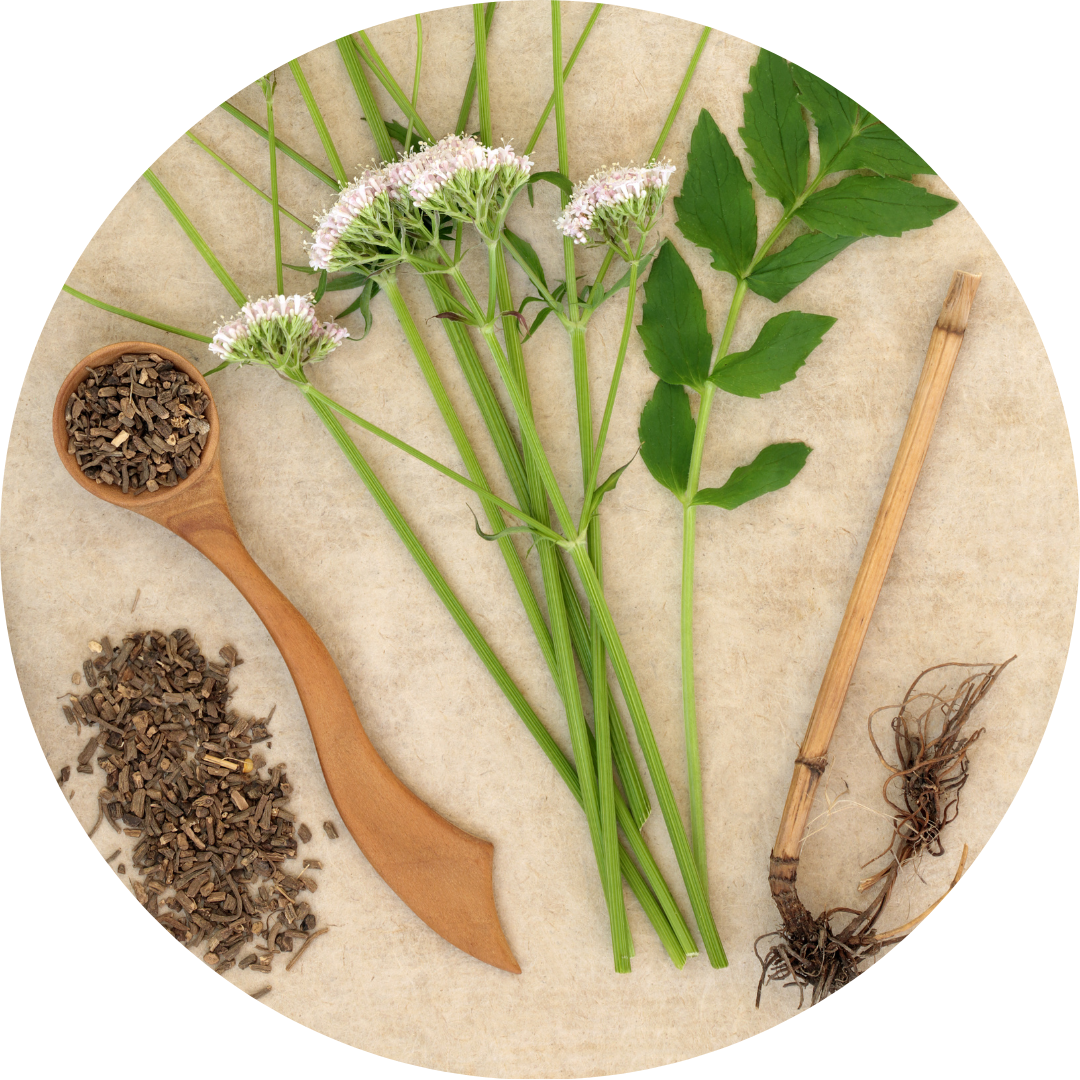 Valerian Root Plant, Root and Seed | The Luminous Pets