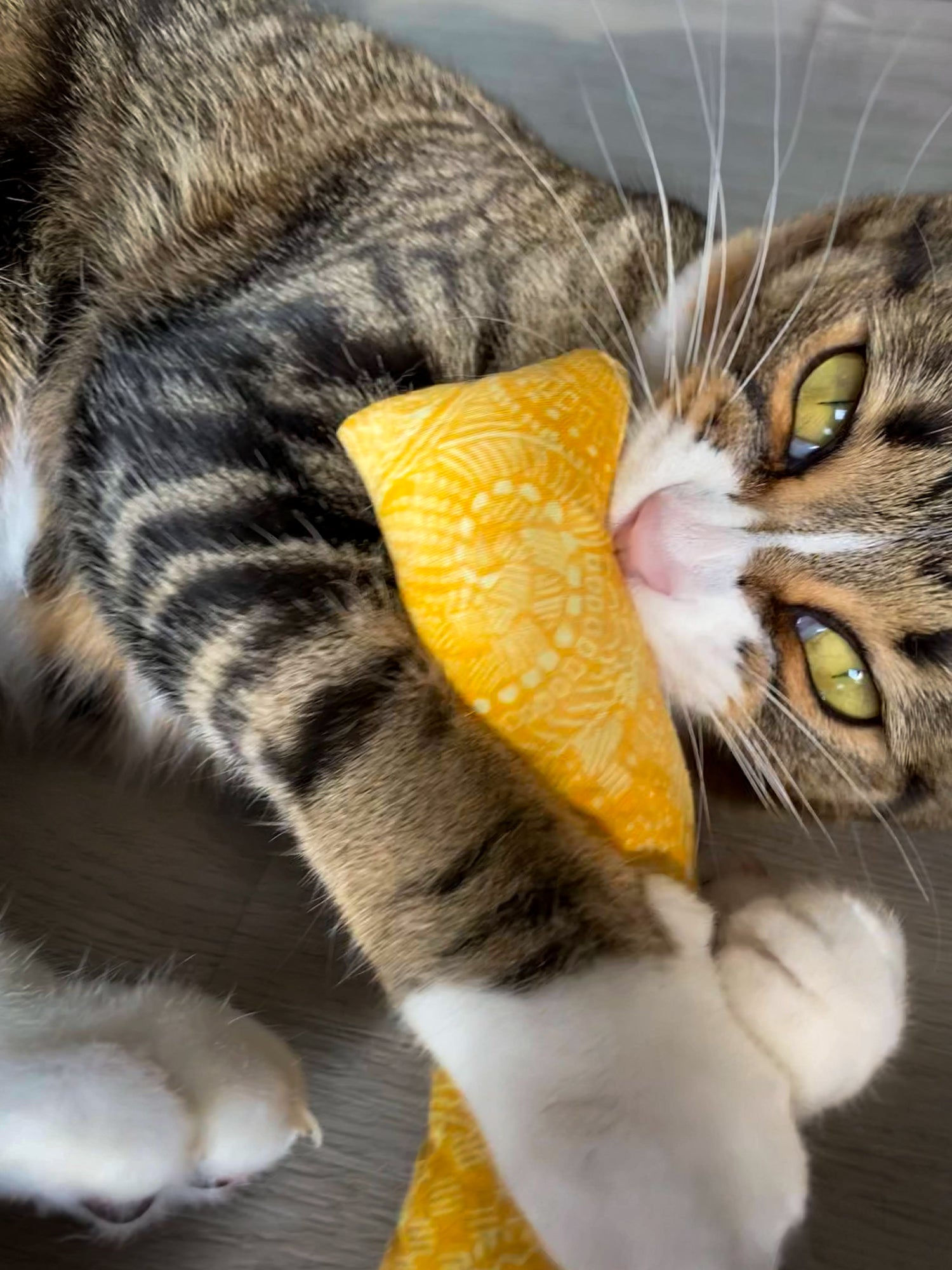 Brown Tabby with Catnip Toy | The Luminous Pets