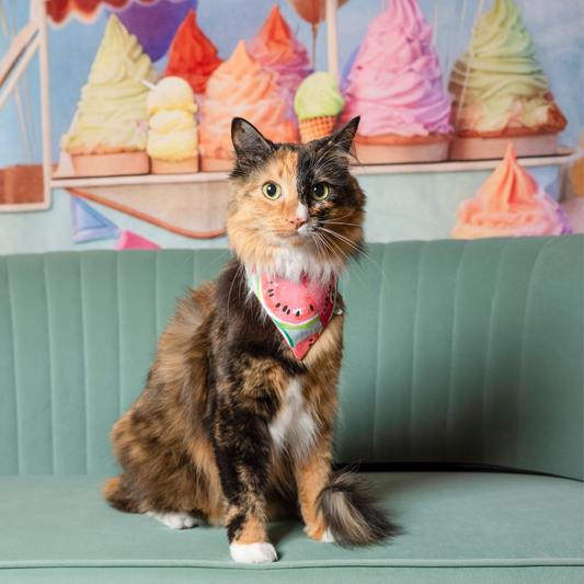 Cat in bandana | Snap on watermelon bandana by The Luminous Pets