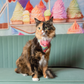 Torbi cat in watermelon bandana | Snap on design is great for kitties | The Luminous Pets