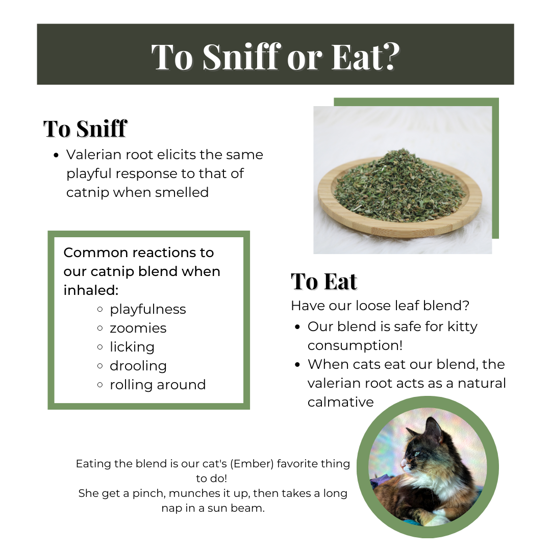 To sniff or to eat | Catnip and valerian root effects on cats | The Luminous Pets