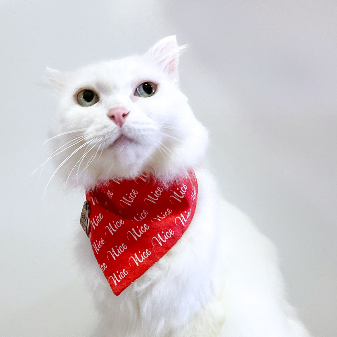 White Cat Wearing a Nice List Christmas Bandana by The Luminous Pets
