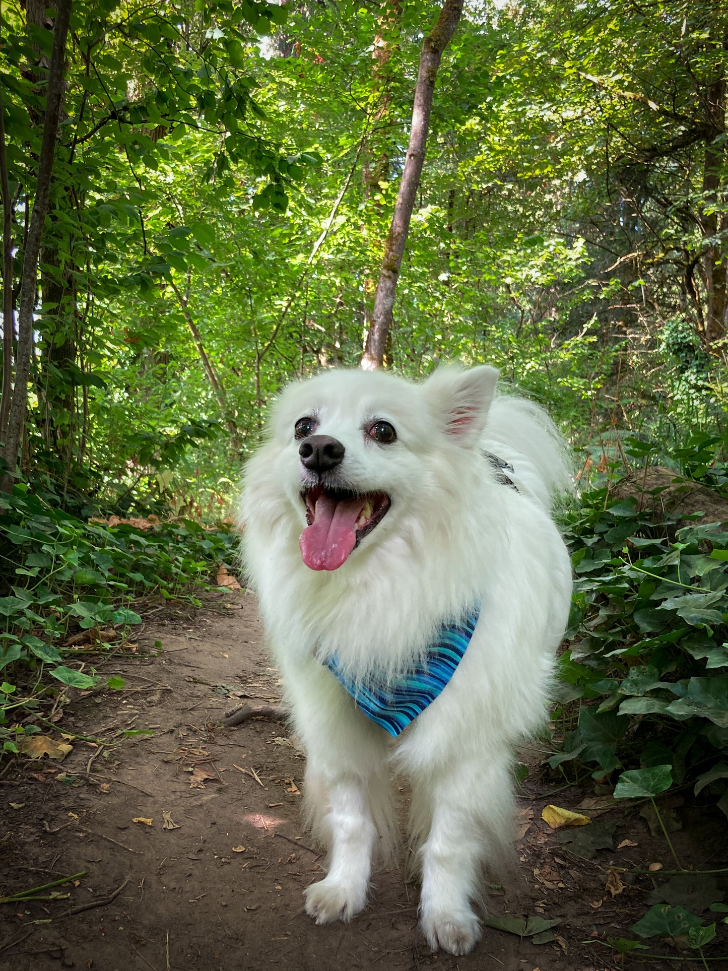 American Eskimo Dog hiking in blue bandana | The Luminous Pets